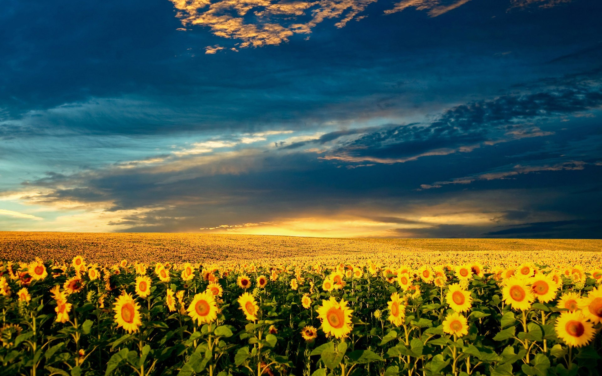 campo girasoles nubes