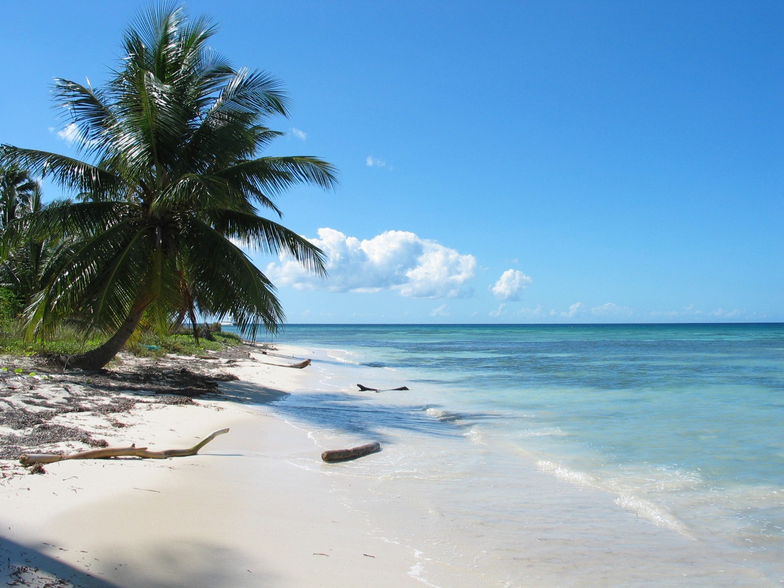 beach sea palm