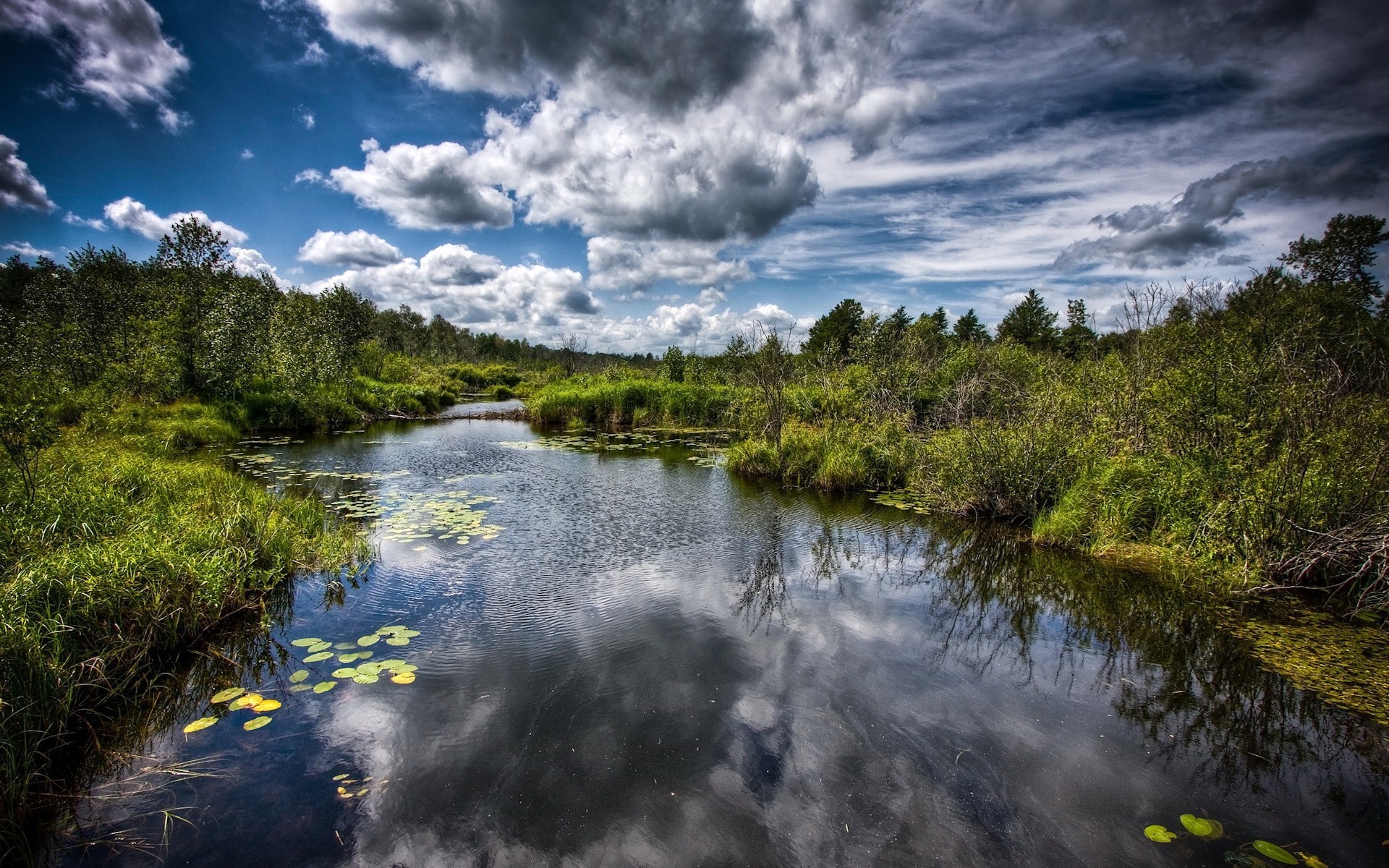 bog water clouds tree