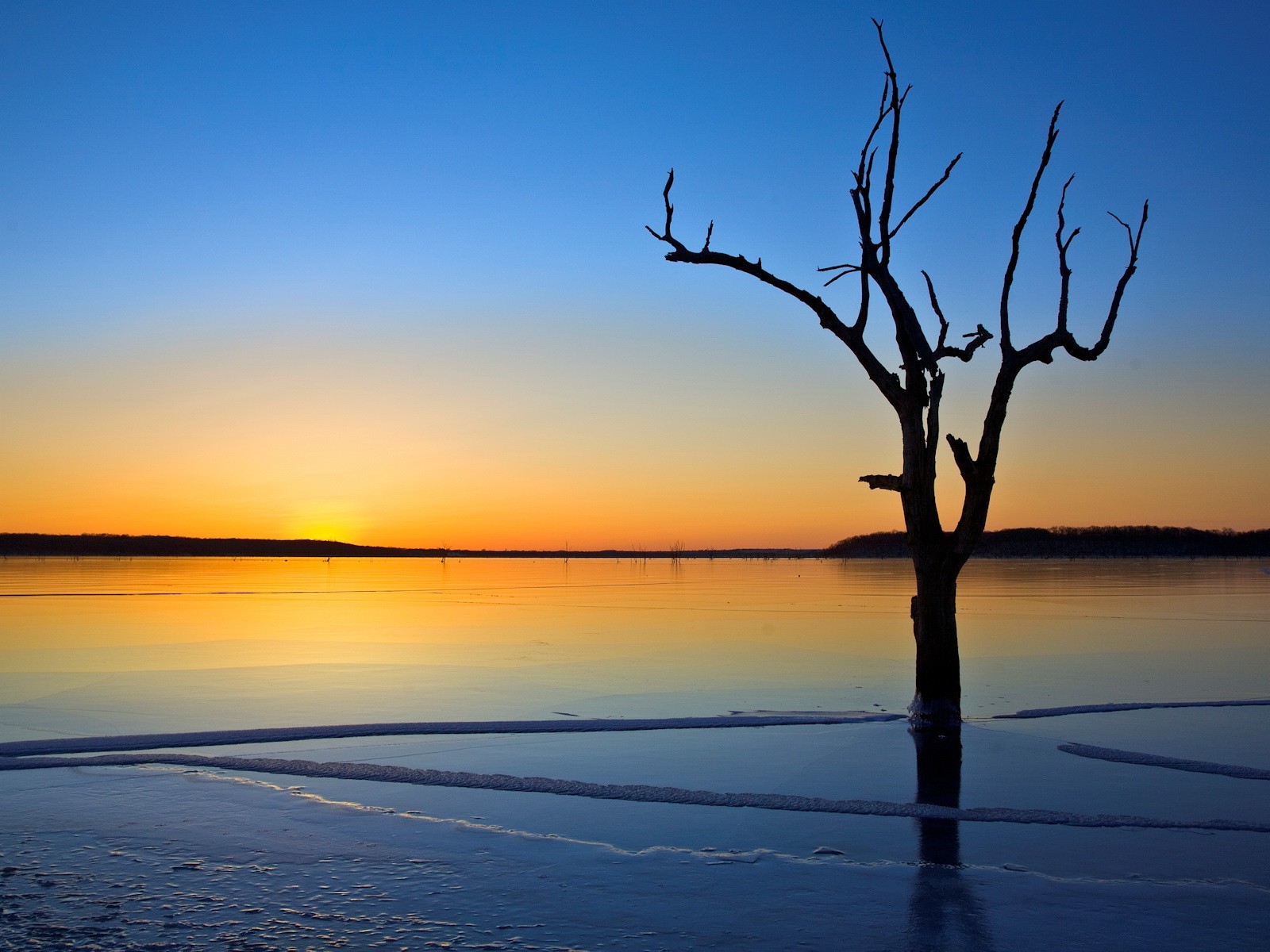 albero lago ghiaccio