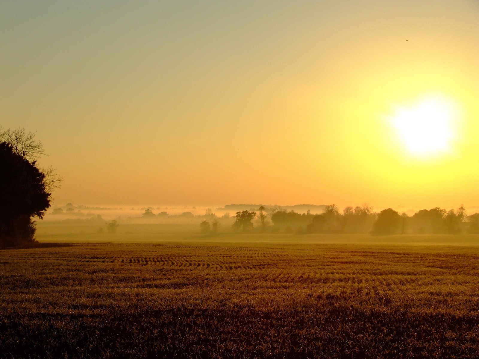 campo nebbia sole