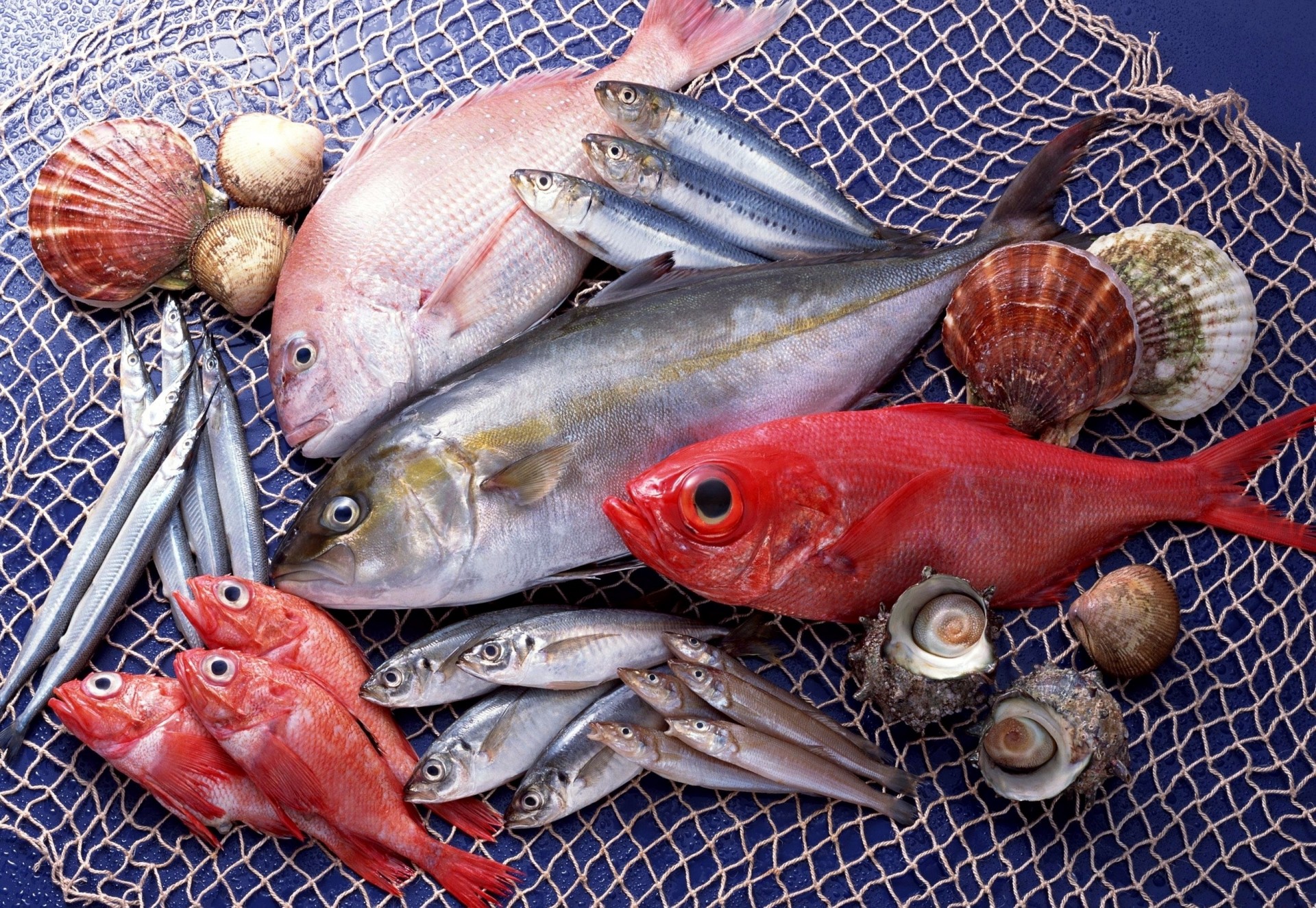 pescado mariscos variedad