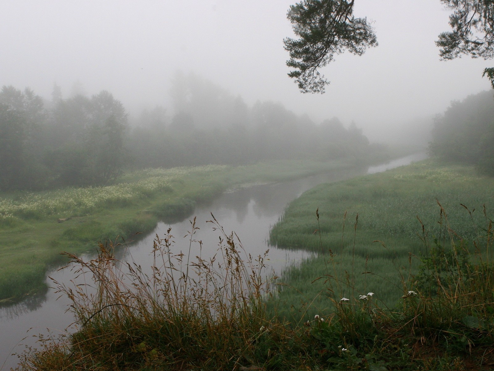 nebbia fiume erba