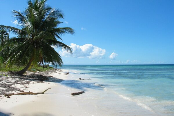 Foto Strand von Palmen