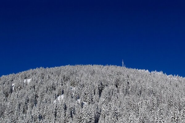 Beautiful snow-covered winter trees