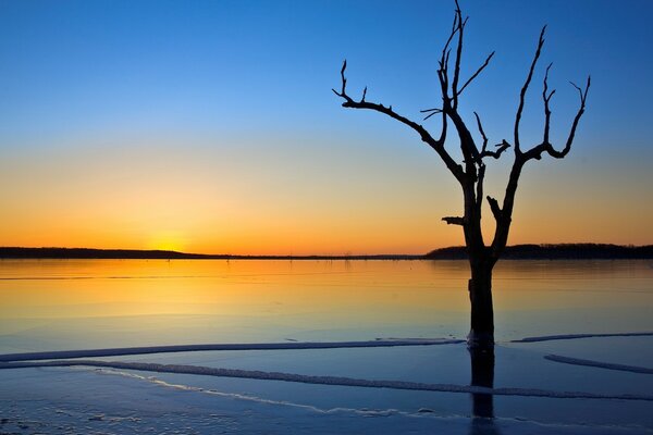 A dried-up tree in an icy lake