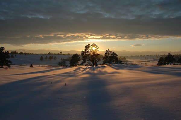 Snow trees at sunset in winter