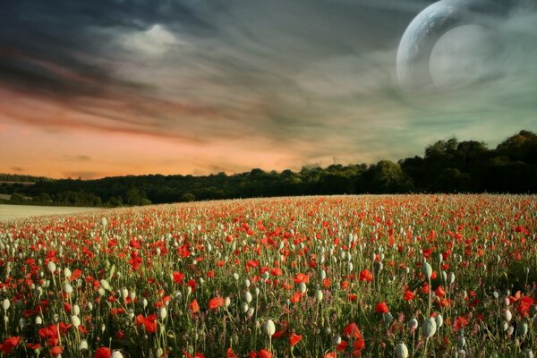 Photo poppy field clouds before a thunderstorm