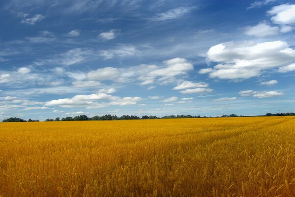 Campo amarillo y nubes en el cielo