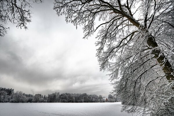 Śnieżne drzewa i biała śnieżna Polana