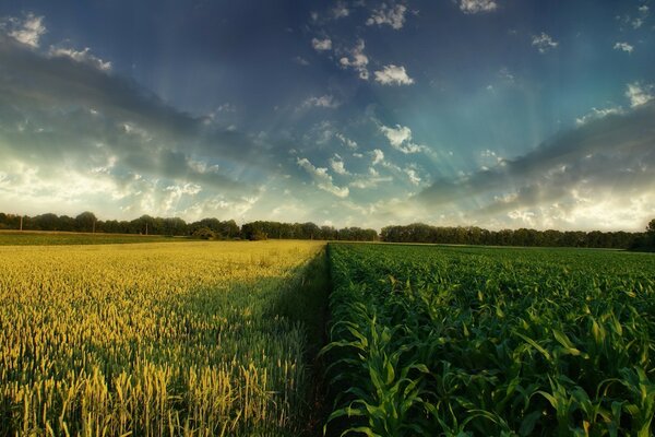 Yellow and green fields stretching beyond the horizon