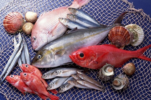 Variété de poissons et fruits de mer à votre table