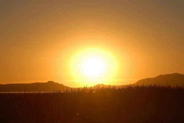 Sunset on the background of grass