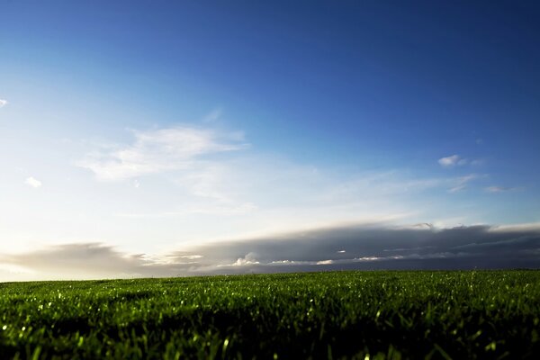 Grünes Feld mit blauem Himmel und bewölkten Federn