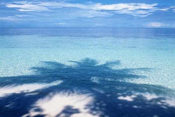 Sombras de palmeras en las aguas del océano