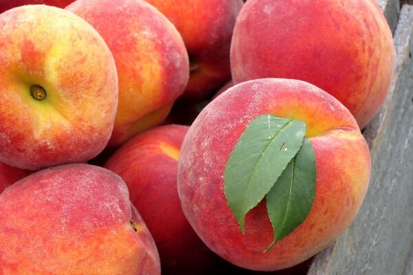 Frucht Pfirsiche sind saftig mit einem Blatt