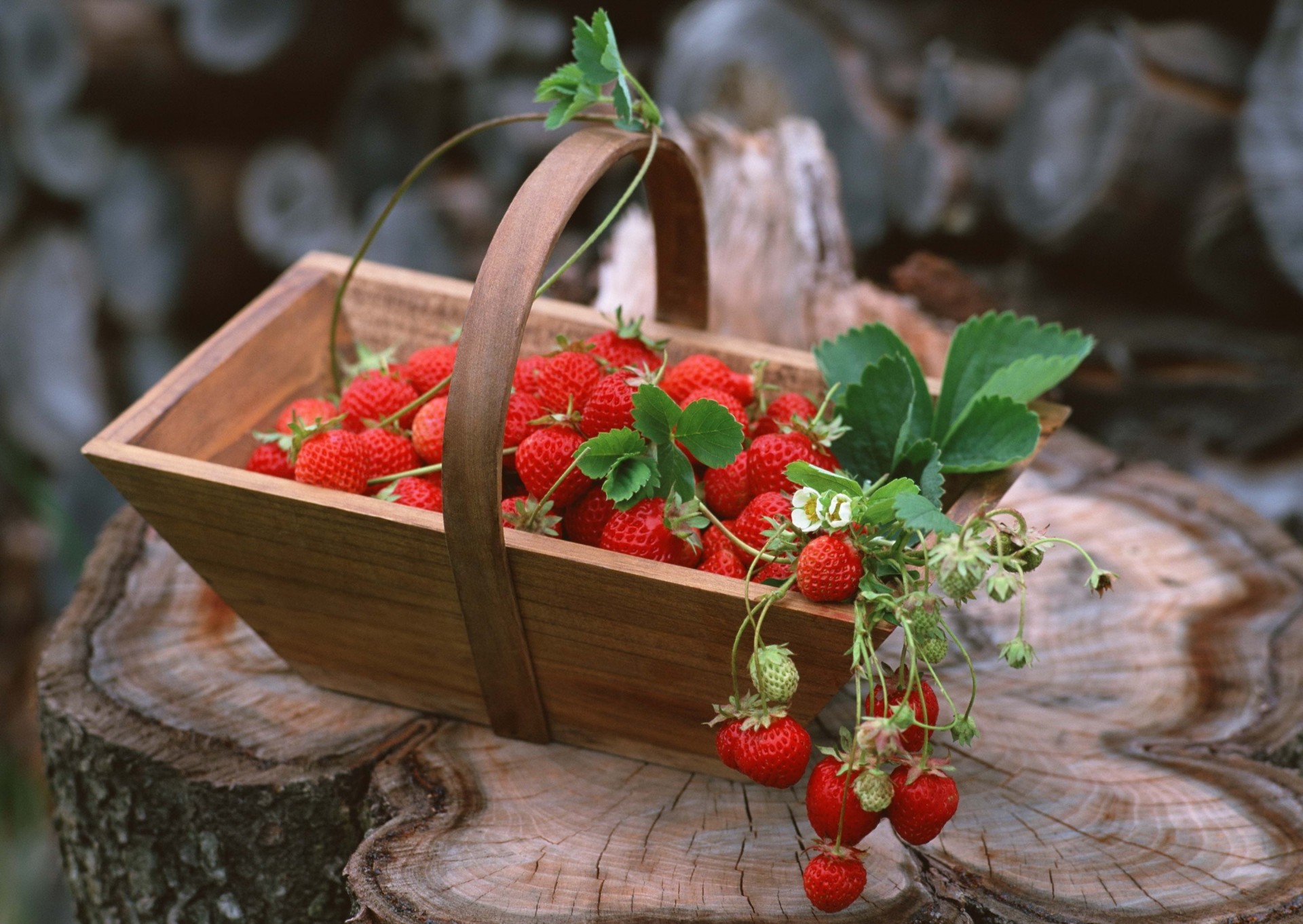 erdbeeren einkaufen ernte