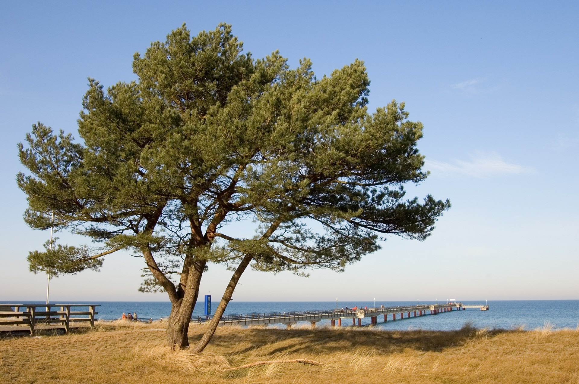 arbre jetée mer