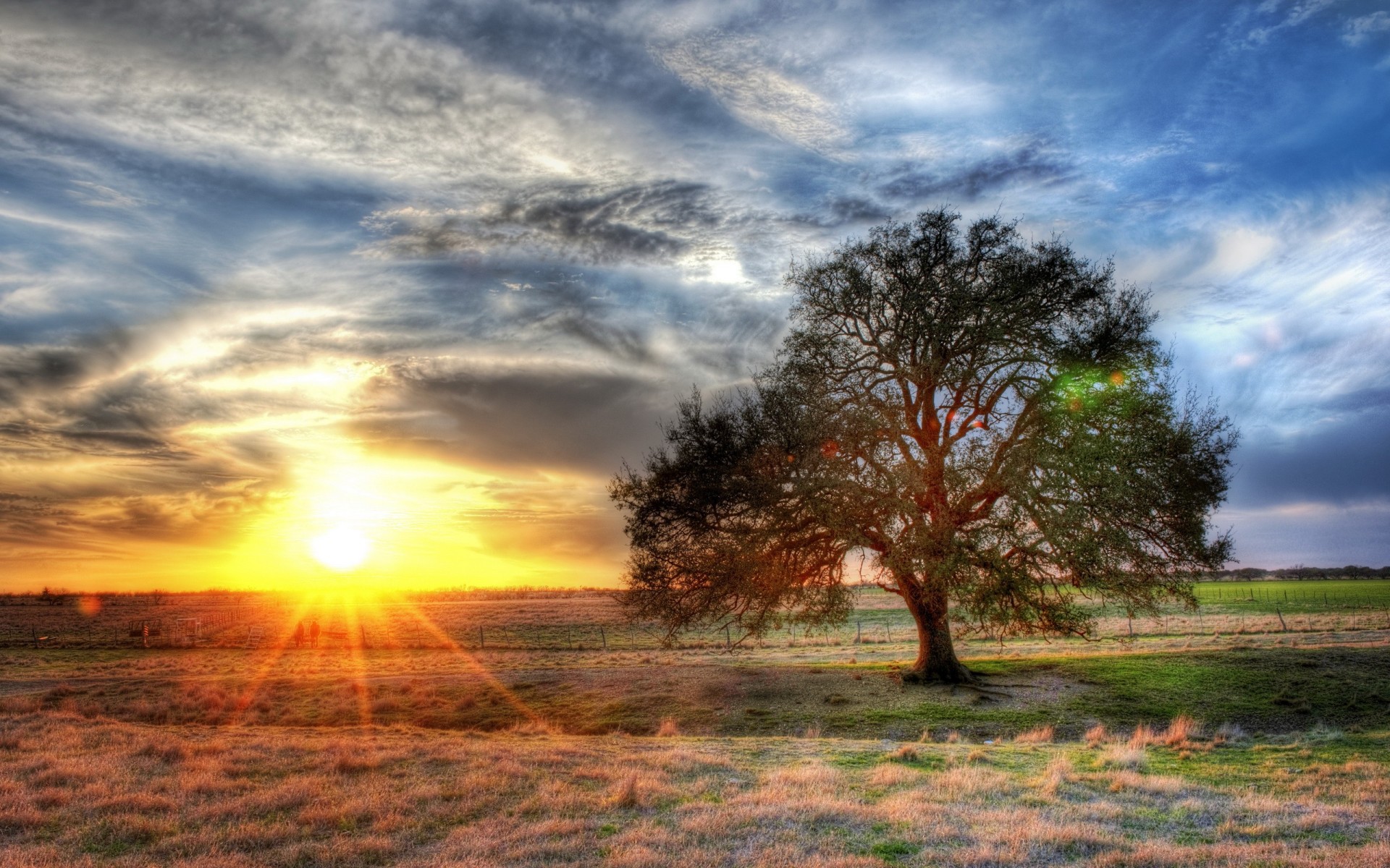 sonne baum feld hdr