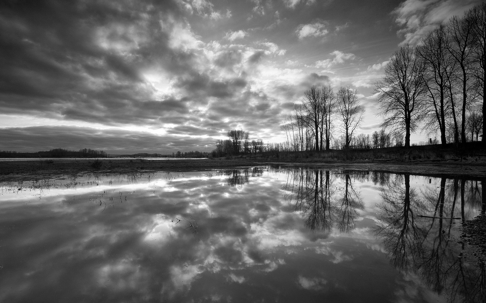 black and white tree reflection water