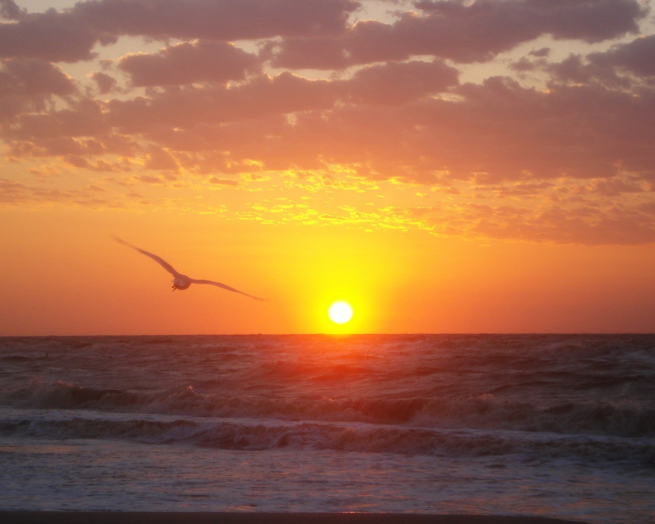 mare alba gabbiano sole onde