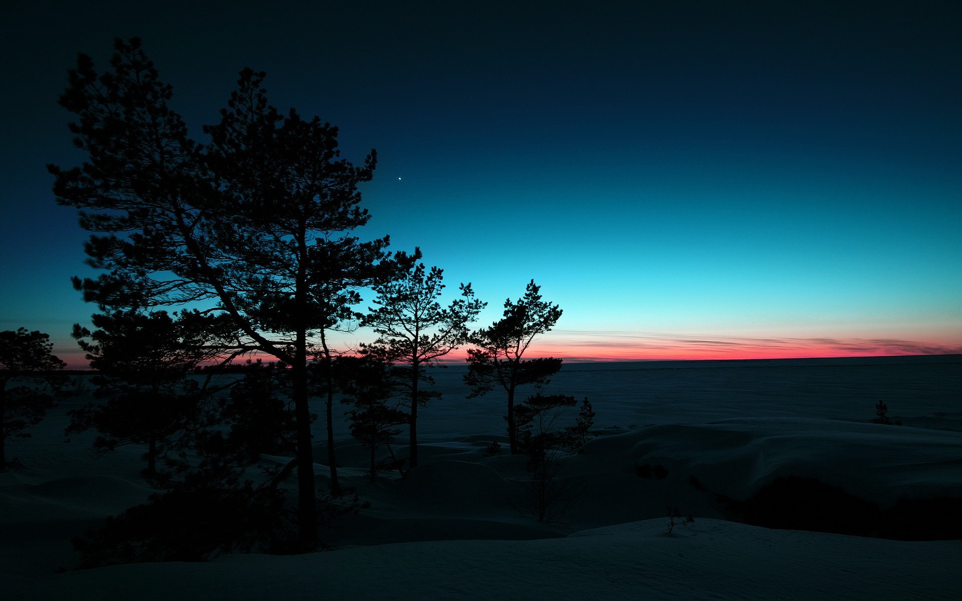 tree winter snow sunset