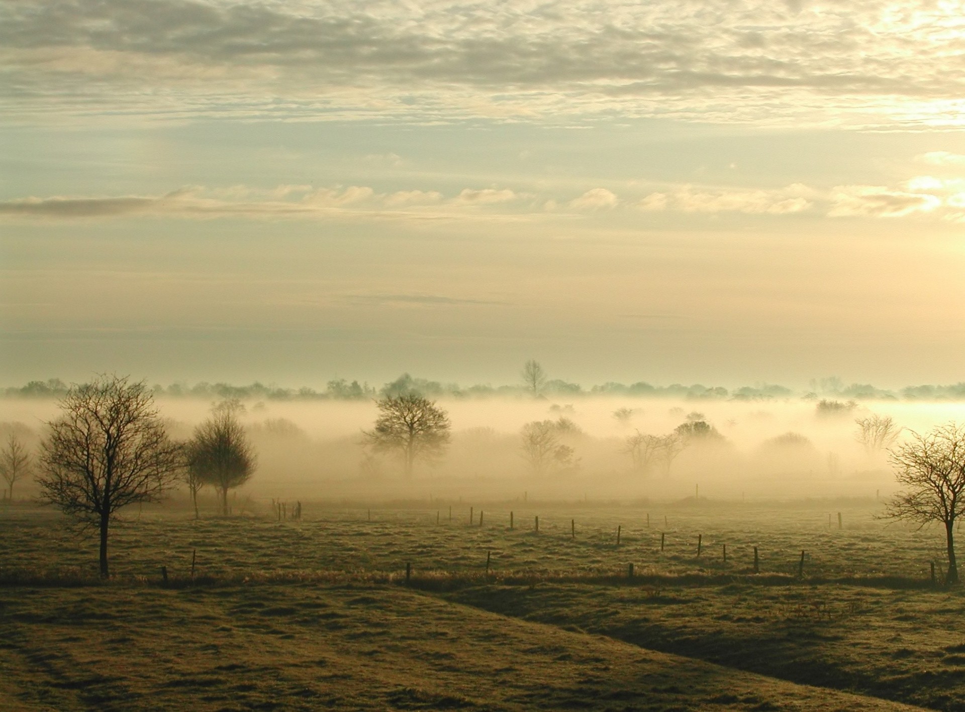 fog tree the field