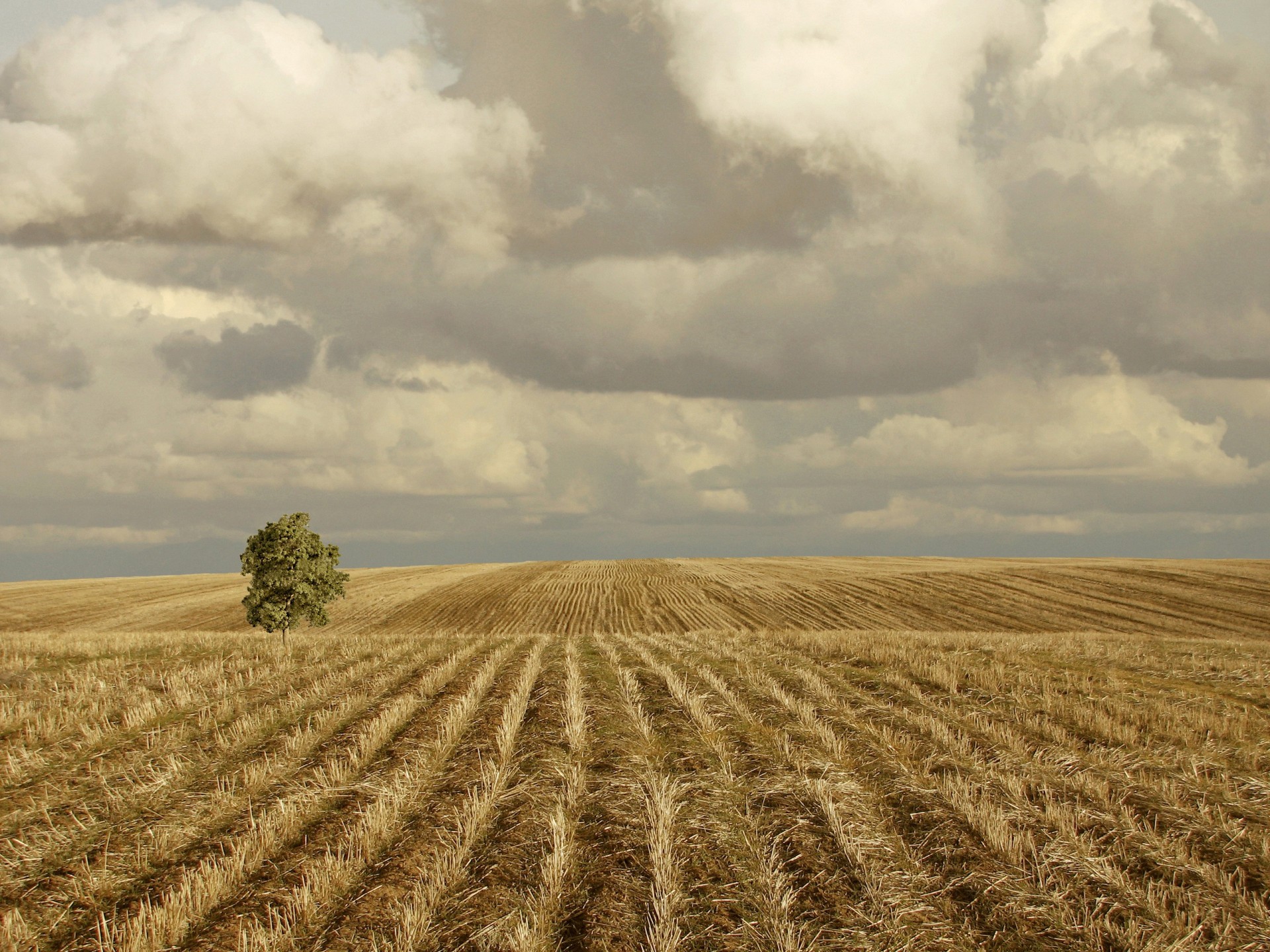 champ collines nuages arbre