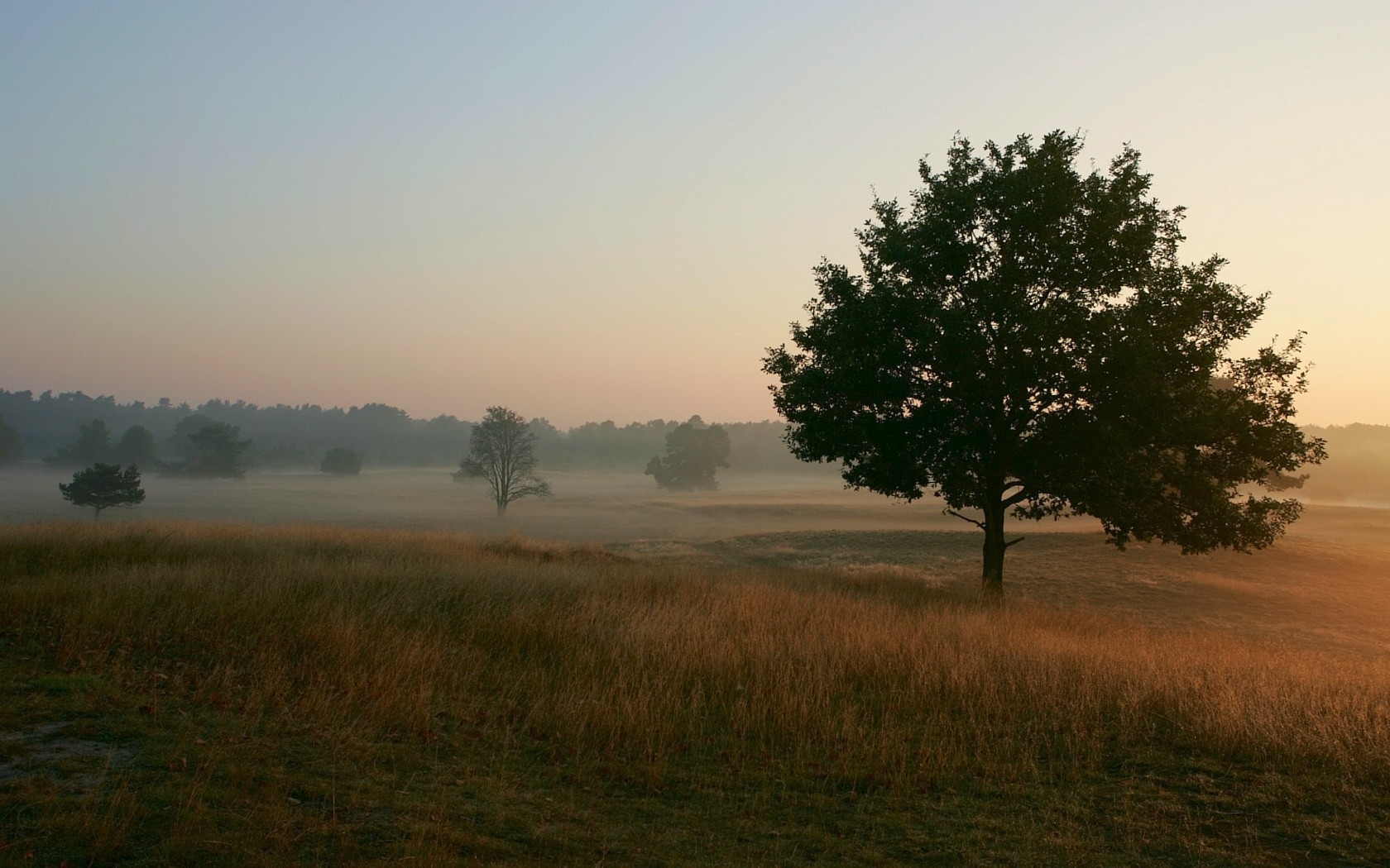 arbres brouillard champ