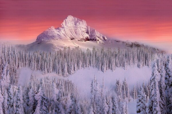 Snow trees on the background of the mountain and sunset