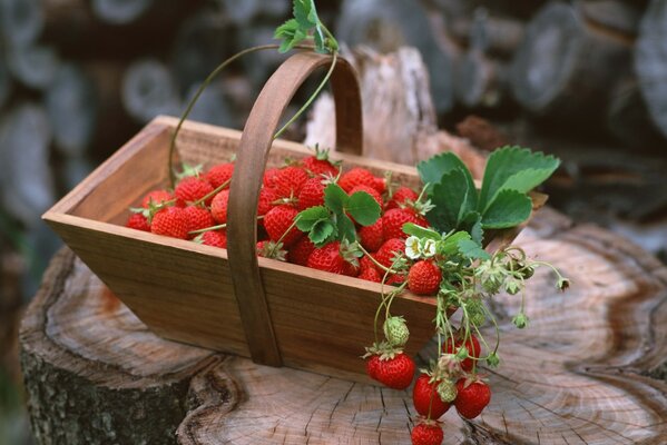 Temporada de fresas-las bayas más deliciosas