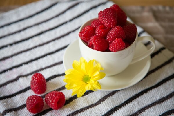 Ripe large raspberries in a coffee cup and saucer