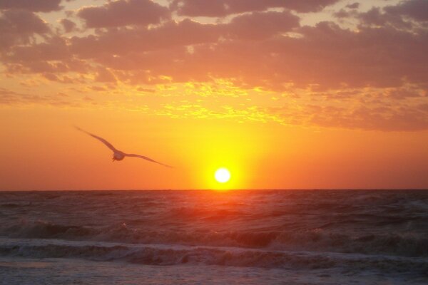 Gaviota de mar al atardecer