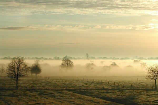 Bäume im Feld unter Nebel