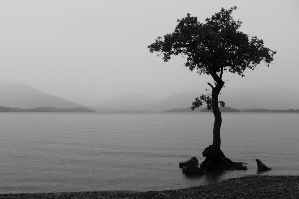 A lonely tree in the lake in the fog