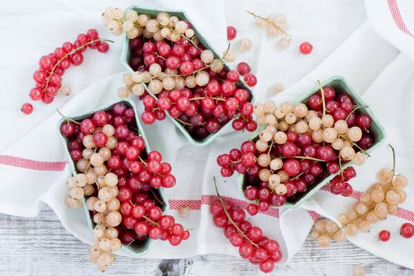 Pennelli di bacche di ribes rosso