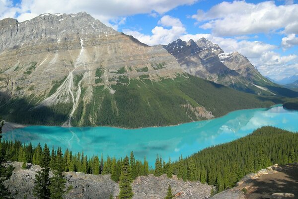 Forêt verte près du lac et des montagnes