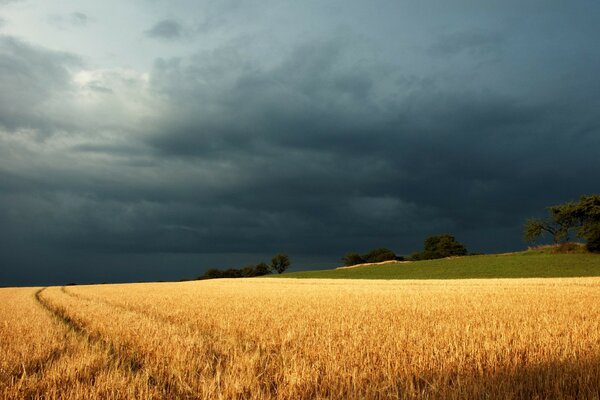 Campo de centeno en tormenta