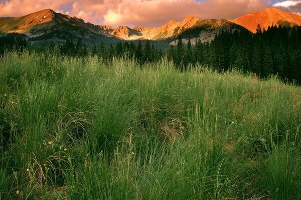 Green grass on the background of mountains