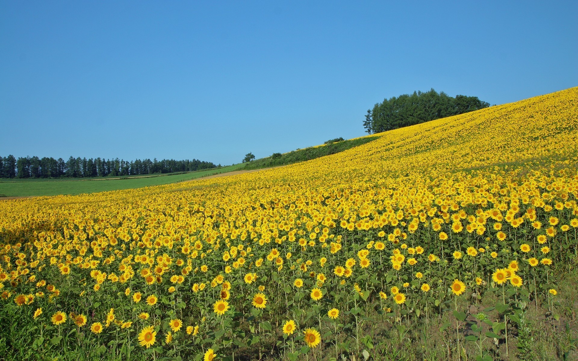 campo girasoles