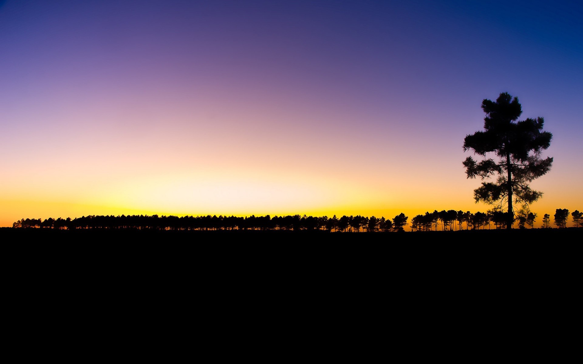 baum sonnenuntergang himmel