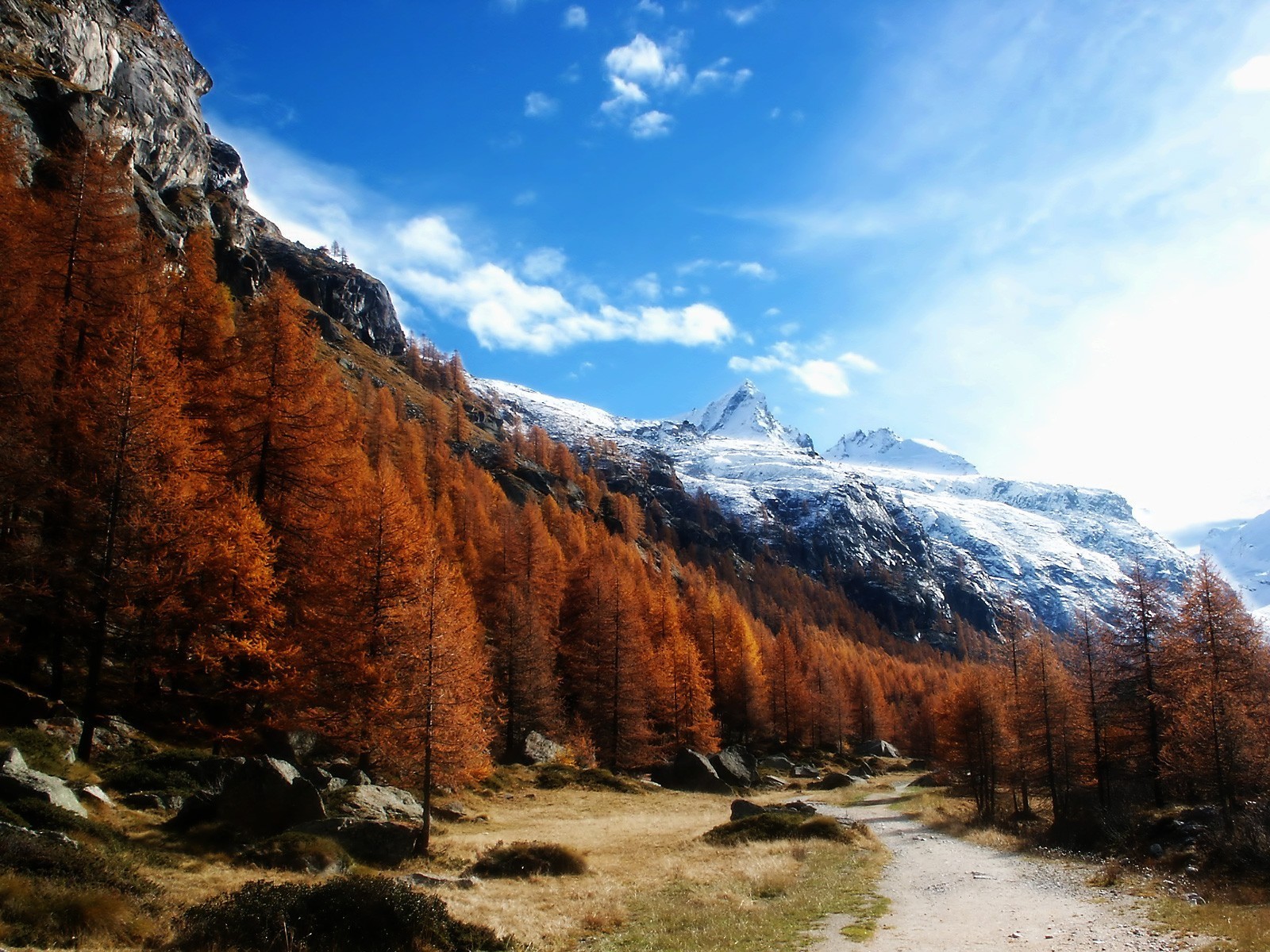 mountain tree forest sky