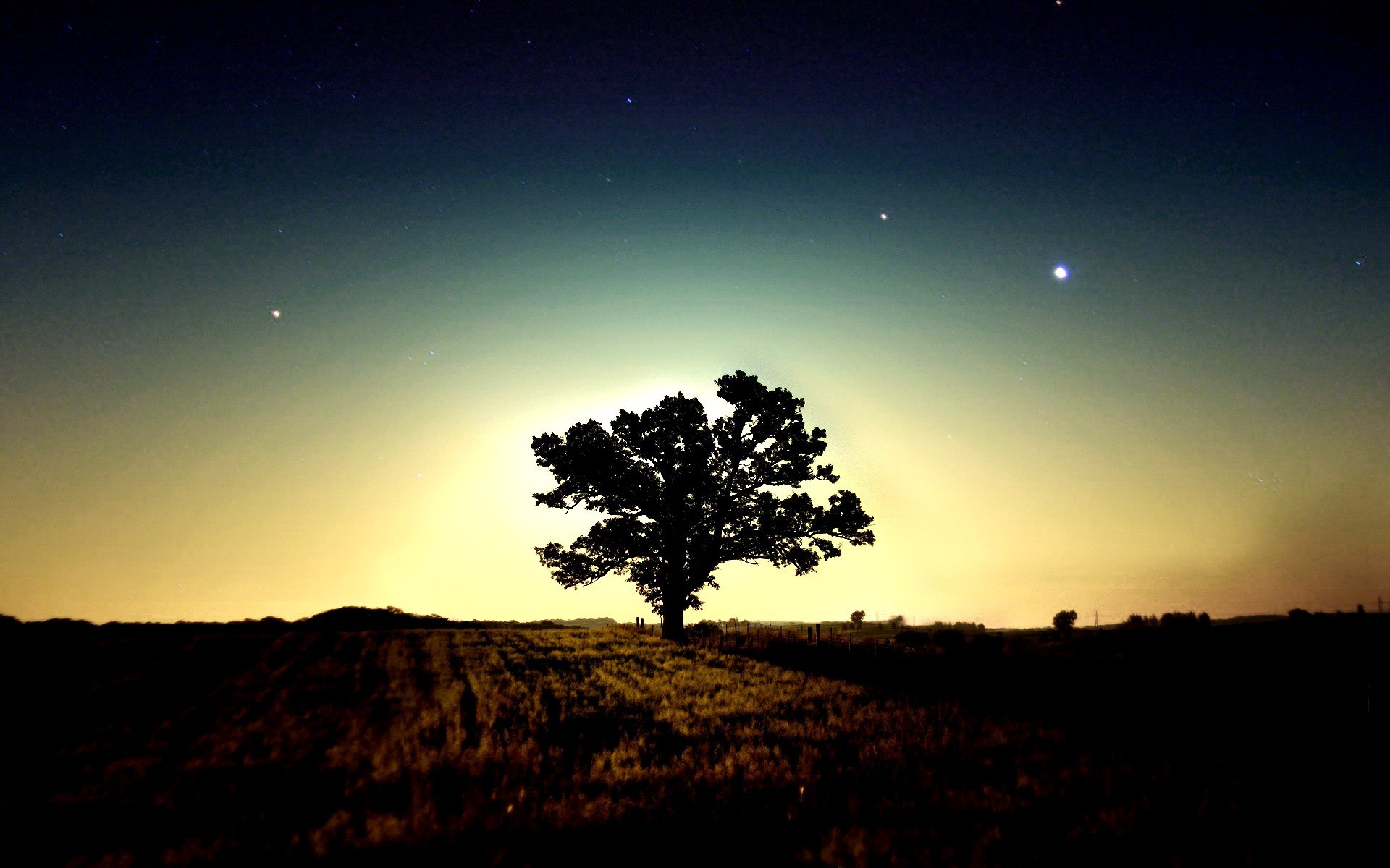 tree morning star