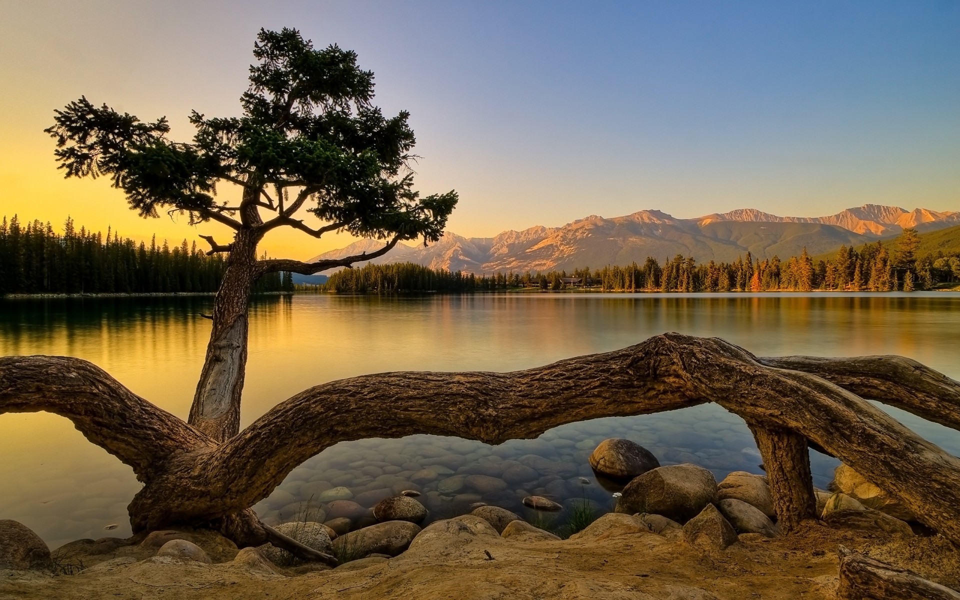 baum ufer see wald berge