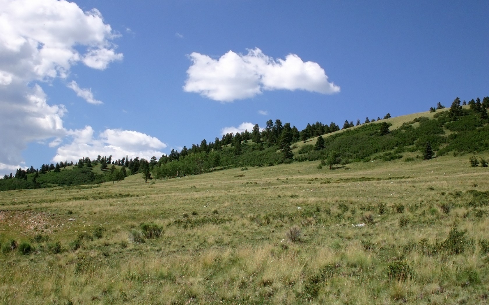 collina campo alberi nuvole