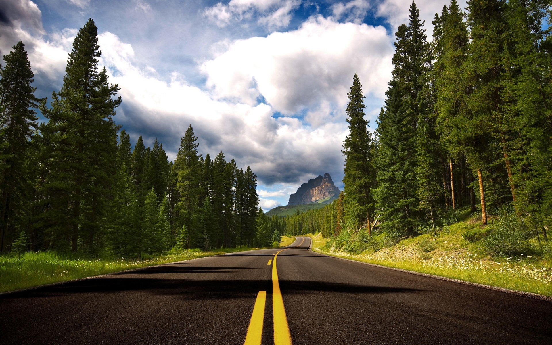 road counting mountain tree forest