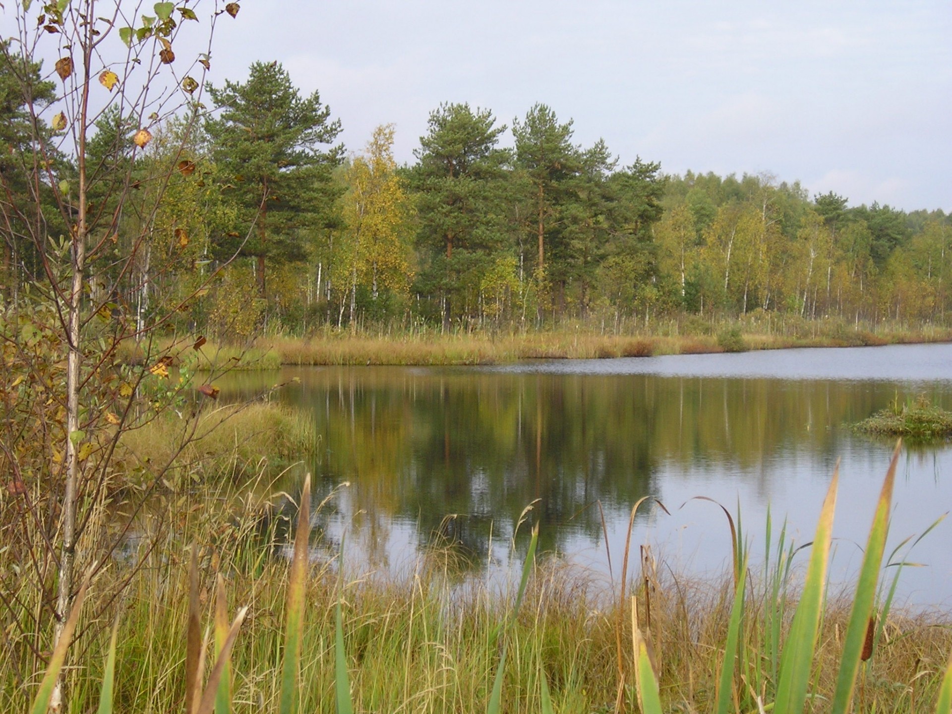 lago bosque árboles