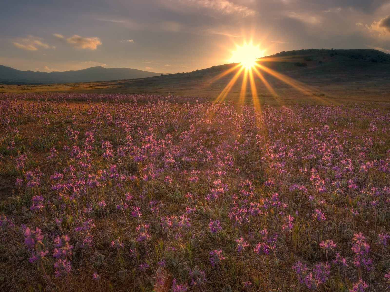 campo flores sol colinas