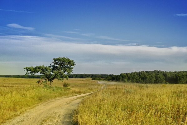 The road into the distance in the middle of the field. Hot day