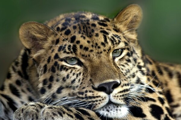 La mirada inteligente del leopardo salvaje